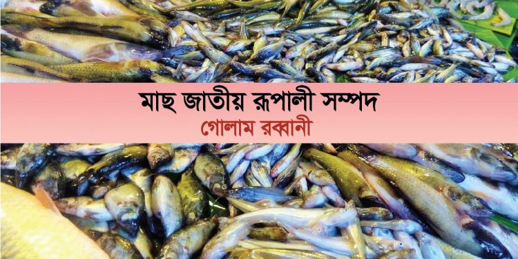 মাছ জাতীয় রূপালী সম্পদ