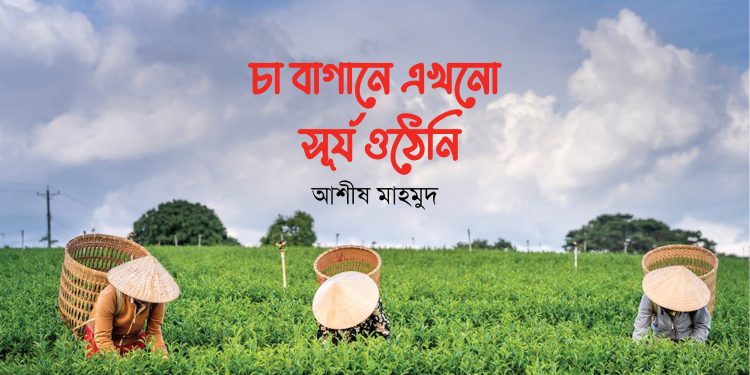চা বাগানে এখনো সূর্য ওঠেনি
